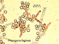Phleogena faginea-amf1429-micro